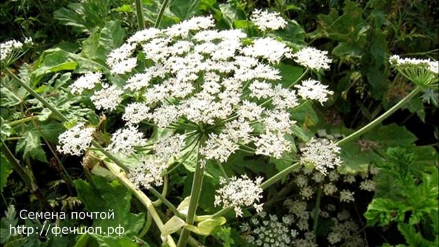 Откуда взялся борщевик Сосновского? смотреть онлайн