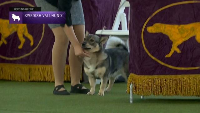 Swedish Vallhunds | Breed Judging 2023 смотреть онлайн
