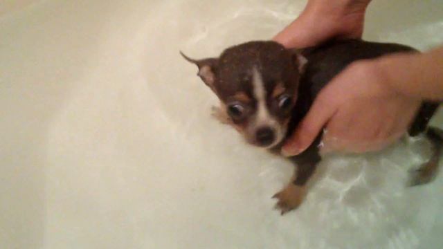 Щенок чихуа первый раз в жизни плавает в ванной смотреть онлайн