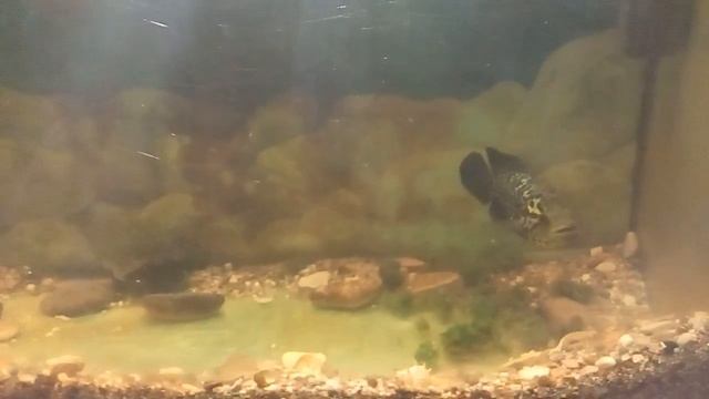 Акара голубая защищает свою територию. смотреть онлайн