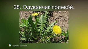 Съедобные Дикоросы 2. Фото, свойства, какие части пригодны в пищу. Дикорастущие Съедобные Растения