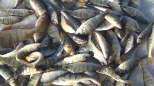 Солим окуня в домашних условиях своими руками