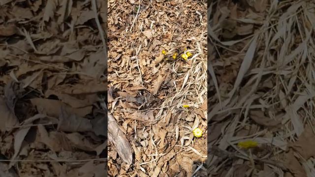 Первые цветы смотреть онлайн