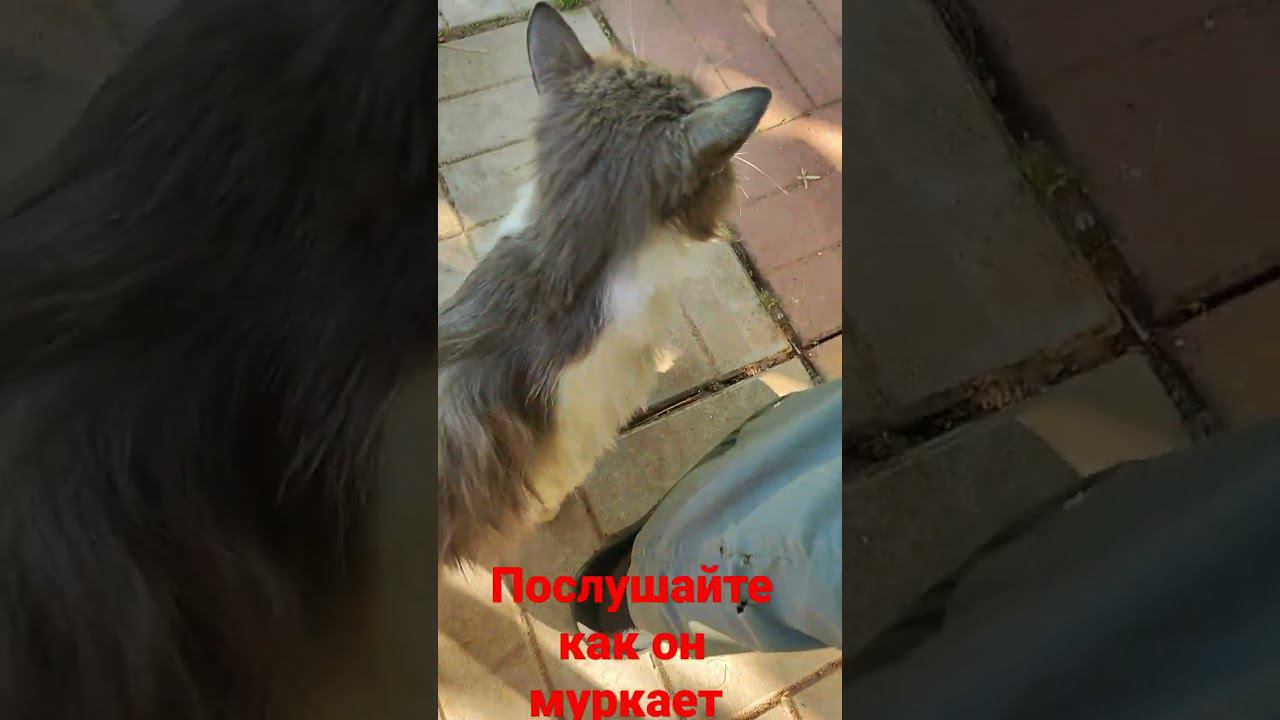 барсик муркает! смотреть онлайн