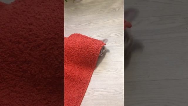 Котёнок гав и красный коврик смотреть онлайн