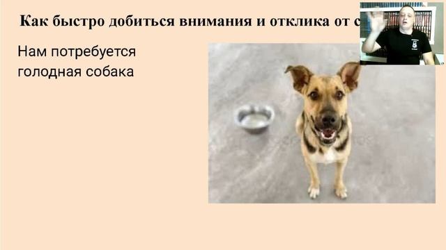 Секреты воспитание собак от Игоря Сидорова , основателя онлайн школы по воспитанию собак «Сарбона»