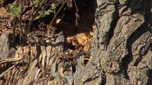 Europese hoornaar nest, actief eind oktober. Kontich. смотреть онлайн