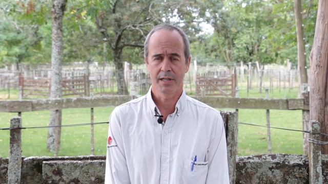 Intoxicación por ramaria y la enfermedad de BOCOPA смотреть онлайн