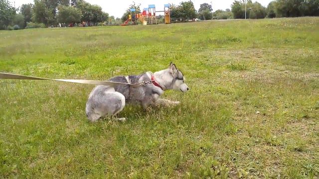 Хася (2 часть)