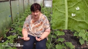 Увидели ТАКОЕ на ОГУРЦАХ СРОЧНО принимайте меры иначе УРОЖАЯ НЕ БУДЕТ Клещ, тля, белокрылка