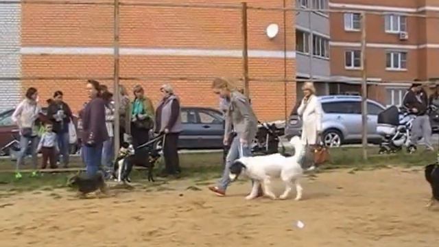 Созвездие псов 2016, 02. 10. 2016 г. смотреть онлайн