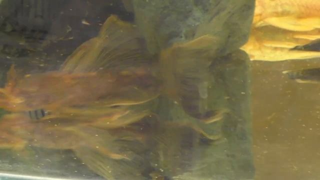 Анциструсы (Ancistrus Cf. Cirrhosus)  Разнообразие морф.