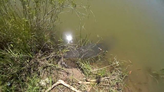 РЫБАЛКА НА ДВЕ ДОНКИ.... НАЛОВИЛ ПРИГОТОВИЛ СУДАКА .FISHING IN KAZAKHSTAN. смотреть онлайн
