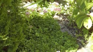 Седум - неприхотливое почвопокровное растение.