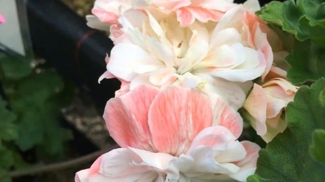 Pelargonijos zonartikai (Pelargonium zonartic) смотреть онлайн