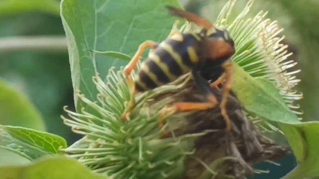 Обыкновенная оса(одиночная)Wasp common#nature#garden#waps#macro смотреть онлайн