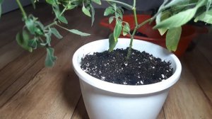 Белопероне// обрезка и пересадка