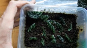 Размножение пеперомии ч2/ Результат/ Пересадка