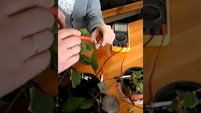 Электричество из земли | Electricity from land смотреть онлайн