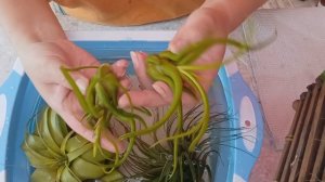 Получила тилландсии, и что с ними делать? Первое купание тилландсии.