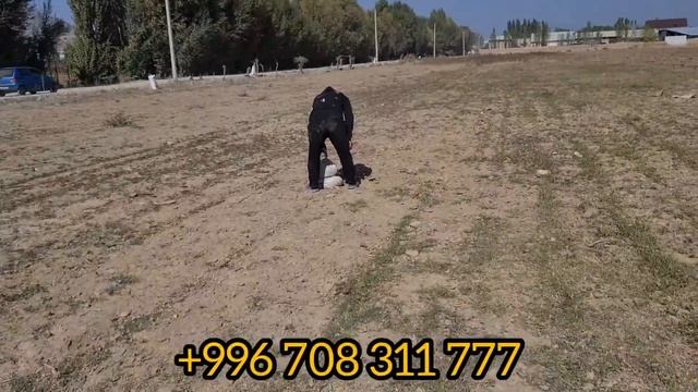 ЖЫГЫЛДЫ ?УПАЛ С ОРЛА ?14 октября 2021 г. смотреть онлайн