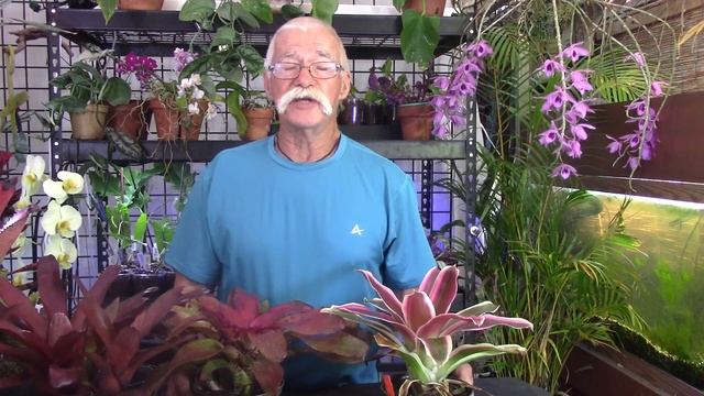 Bromeliad Family Tree…Neoregelia! смотреть онлайн
