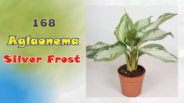 200 JENIS AGLAONEMA Part 3 смотреть онлайн