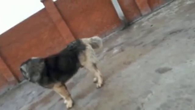 Питомник Кавказских овчарок. РУССКИЙ РИСК ШИКАРНЫЙ, кобель 5 лет. www.r-risk.ru +79262205603 Татьян смотреть онлайн