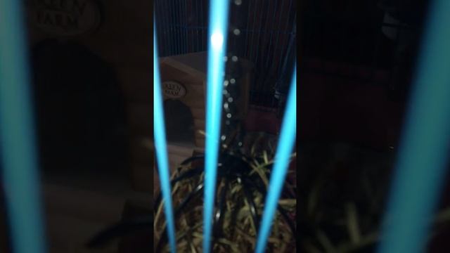 Как уговорить маму купить крысу если она боится грызунов?? смотреть онлайн