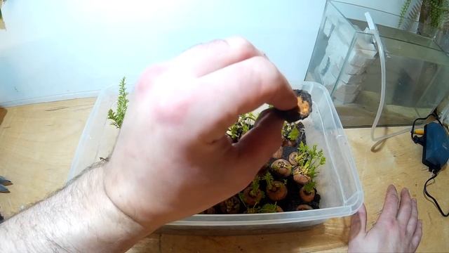 СВЕЖАЯ ЗЕЛЕНЬ ДОМА КРУГЛЫЙ ГОД. FRESH HERBS AT HOME ALL YEAR ROUND. смотреть онлайн