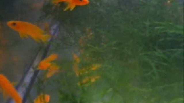 Neolamprologus Leleupi "Karilani" смотреть онлайн