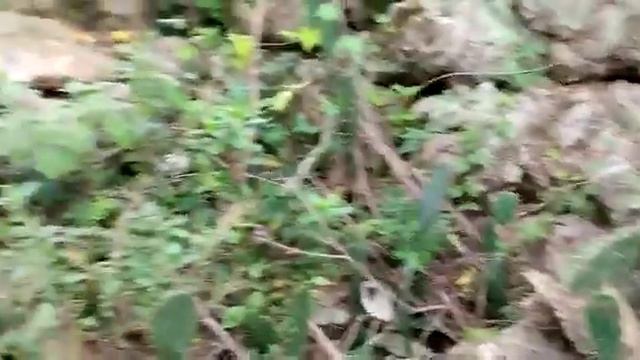 Кактусы в тропиках!!! Опунция в берегу Сиама!!! смотреть онлайн