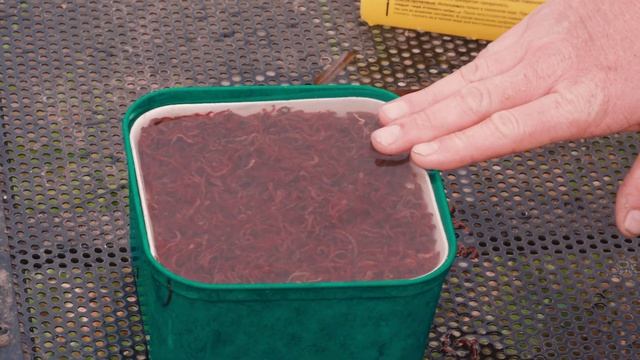 Как промыть мотыля? Секреты рыбалки от Юрия Радугина. смотреть онлайн