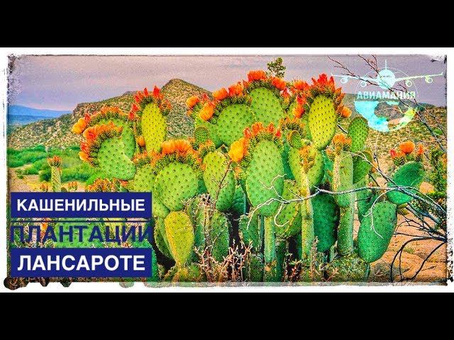 Кошенильные плантации Канарские острова Лансароте (Lanzarote) #Авиамания