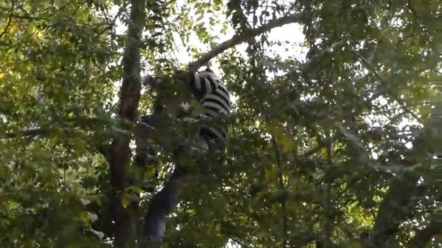 спасение кота Бафлика смотреть онлайн