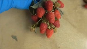 МАРГАРИТА - ремонтантный сорт малины от  Driscoll’s