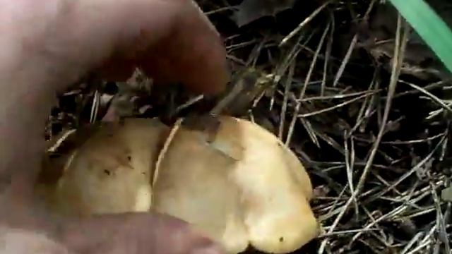 Осенняя рядовка