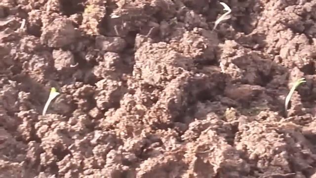 Безрассадный способ выращивания томатов. Часть 1. смотреть онлайн