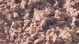 Безрассадный способ выращивания томатов. Часть 1.