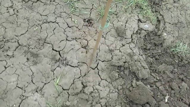 Установка стартовых столбов для шпалеры смотреть онлайн