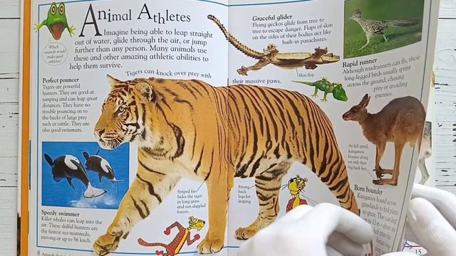Обзор книги The Really Amazing Animal Book #booklya.books смотреть онлайн
