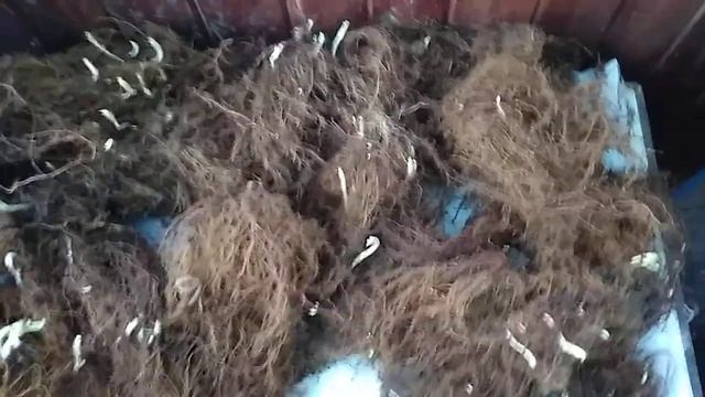 Маточный корень малины Каскад Делайт/Обзор после хранения смотреть онлайн