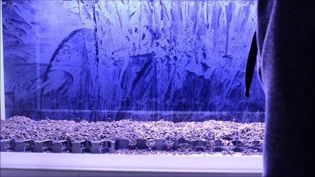 Startujemy akwarium Glossy 260 / hardscape aquarium смотреть онлайн
