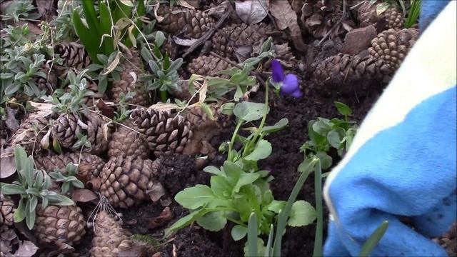 Анютины глазки. Посадка кустиков. смотреть онлайн