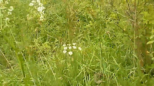 Разговор с коровой смотреть онлайн