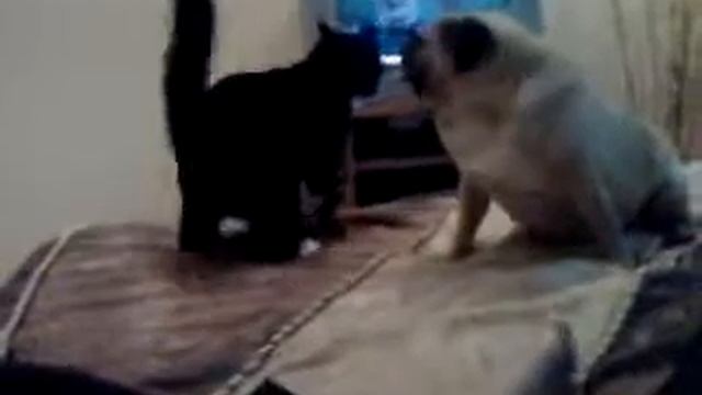 Кот в доме хозяин смотреть онлайн