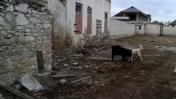 Сабачии.баи