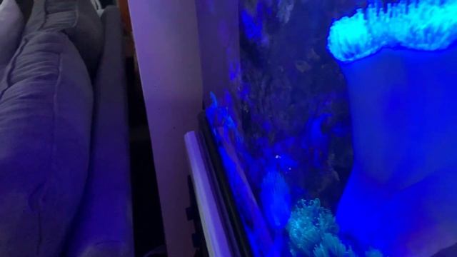 My Reef aquarium update! ? 6-17-2023 смотреть онлайн