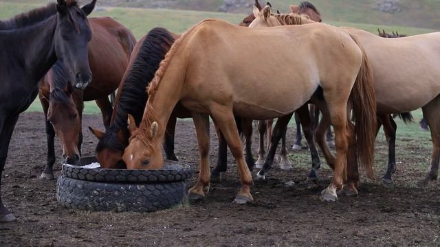Асы жайлауы/Плато Ассы смотреть онлайн