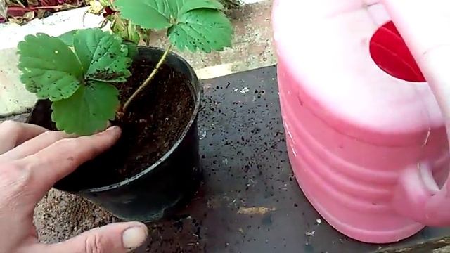 Клубника! Посадка саженца в горшок! смотреть онлайн